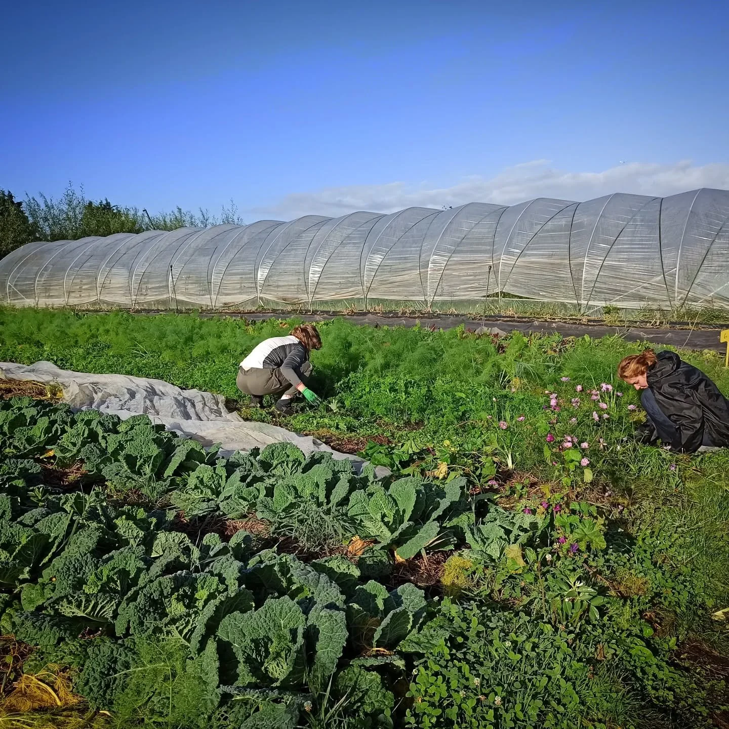 What a beautiful sunny day to work outside 😎! Thankful for the abundance of this season... We are saying goodbye to most summercrops and welcoming lots of exciting new things such as leek and pumpkin. #stadsgroenteboer #septemberharvest