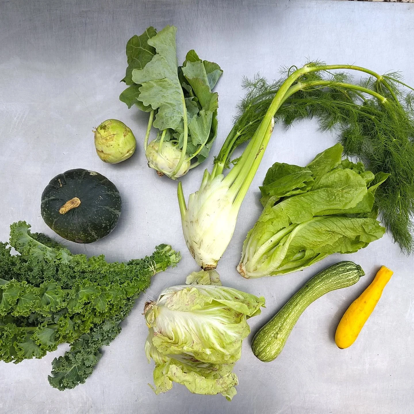 Box #23

Kale, pumpkin, kohlrabi, fennel, lettuce, radicchio (Castelfranco a green variety with red sprinkles) and zucchini 😋

This year we&rsquo;ve had a great pumpkin harvest. We love them and so do the mice and rats! In previous years they never 