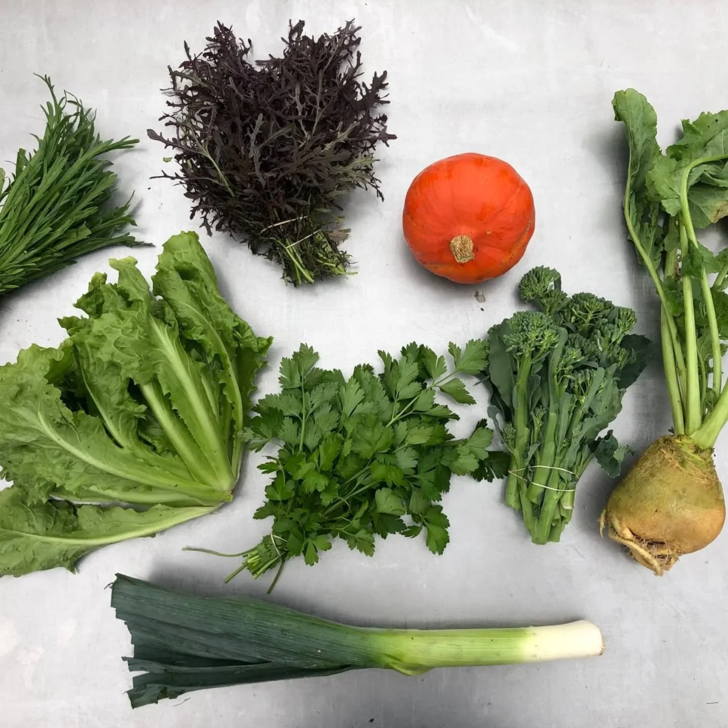 Box #24
Minutina, purple frills, pumpkin, swede, parsley, leek and endive!

#destadsgroenteboer