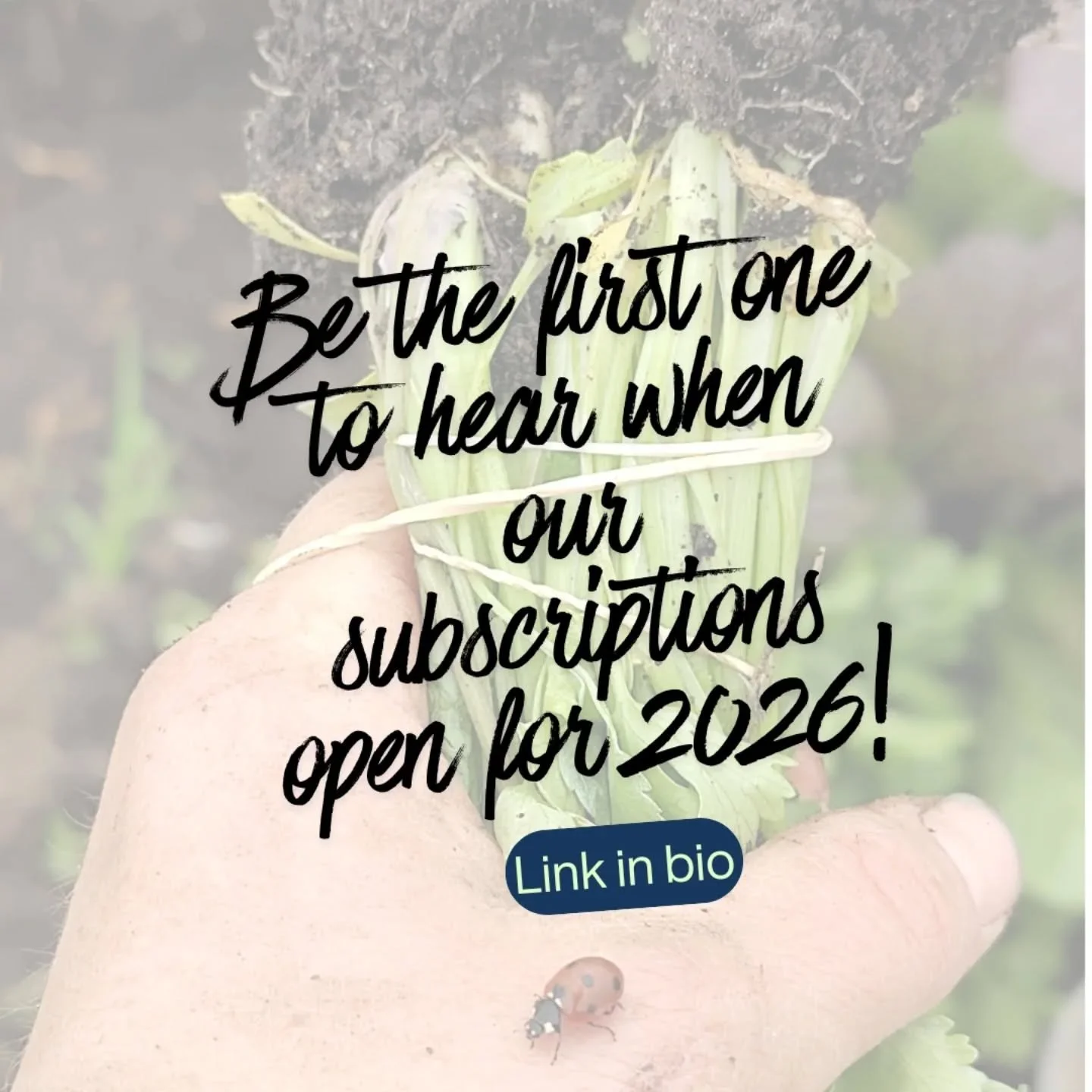 While our CSA season is still running 🥬🍂 and we have no more spots left we have already opened the waiting list for 2026!📃

Are you thinking of becoming a member in 2026? 
Then sign-up for the waiting list !

👉🏽 Link in bio

#waitinglistCSA #des