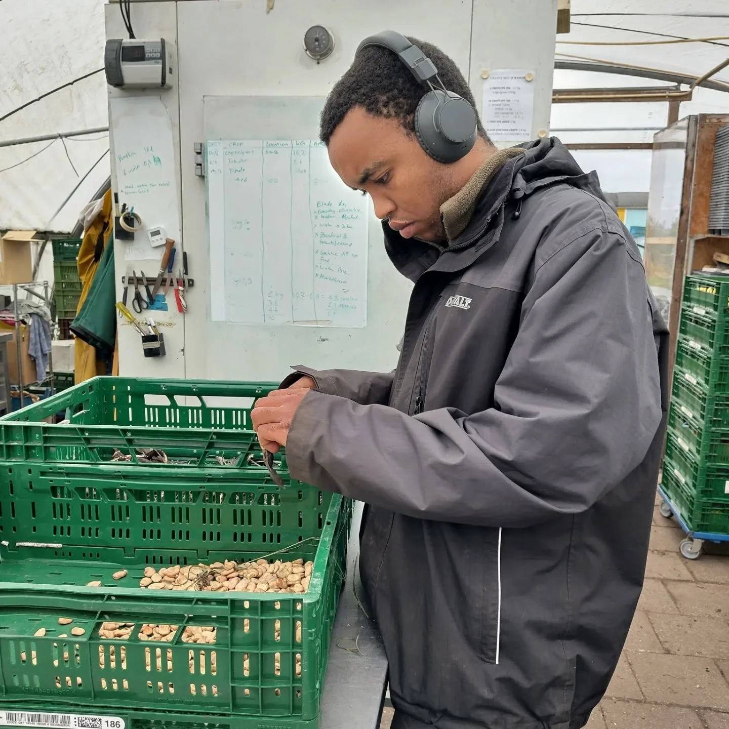 We made it, the last garlic of the season is in the ground!
The bulbs we ordered this year were bigger and therefore we didn't have enough cloves. We got last minute some extra ones, thanks @boerderij_t_gagel

#knoflook #destadsgroenteboer
#tuinenvan