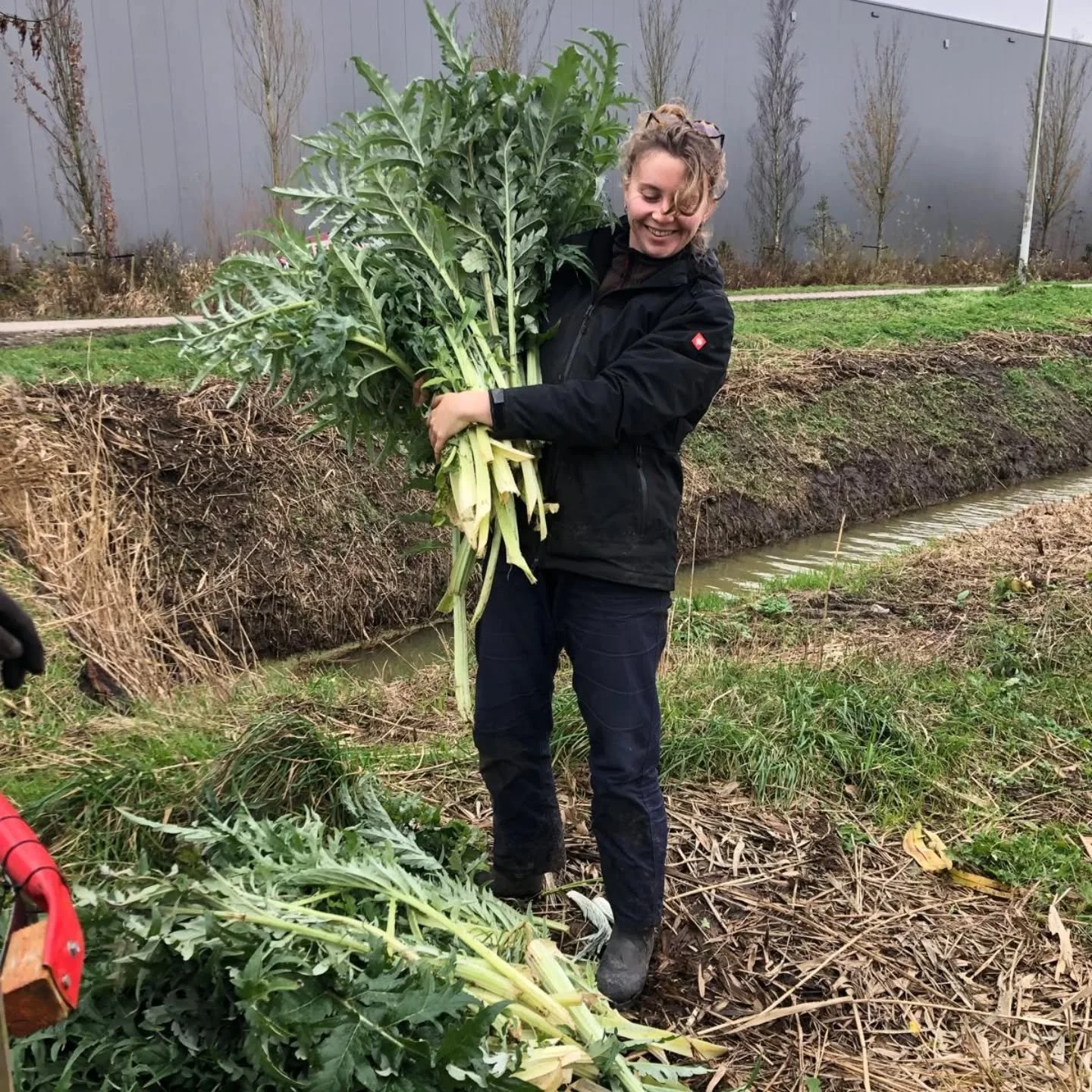 It's time for cardoon harvest 💪🏽🍂

#destadsgroenteboer