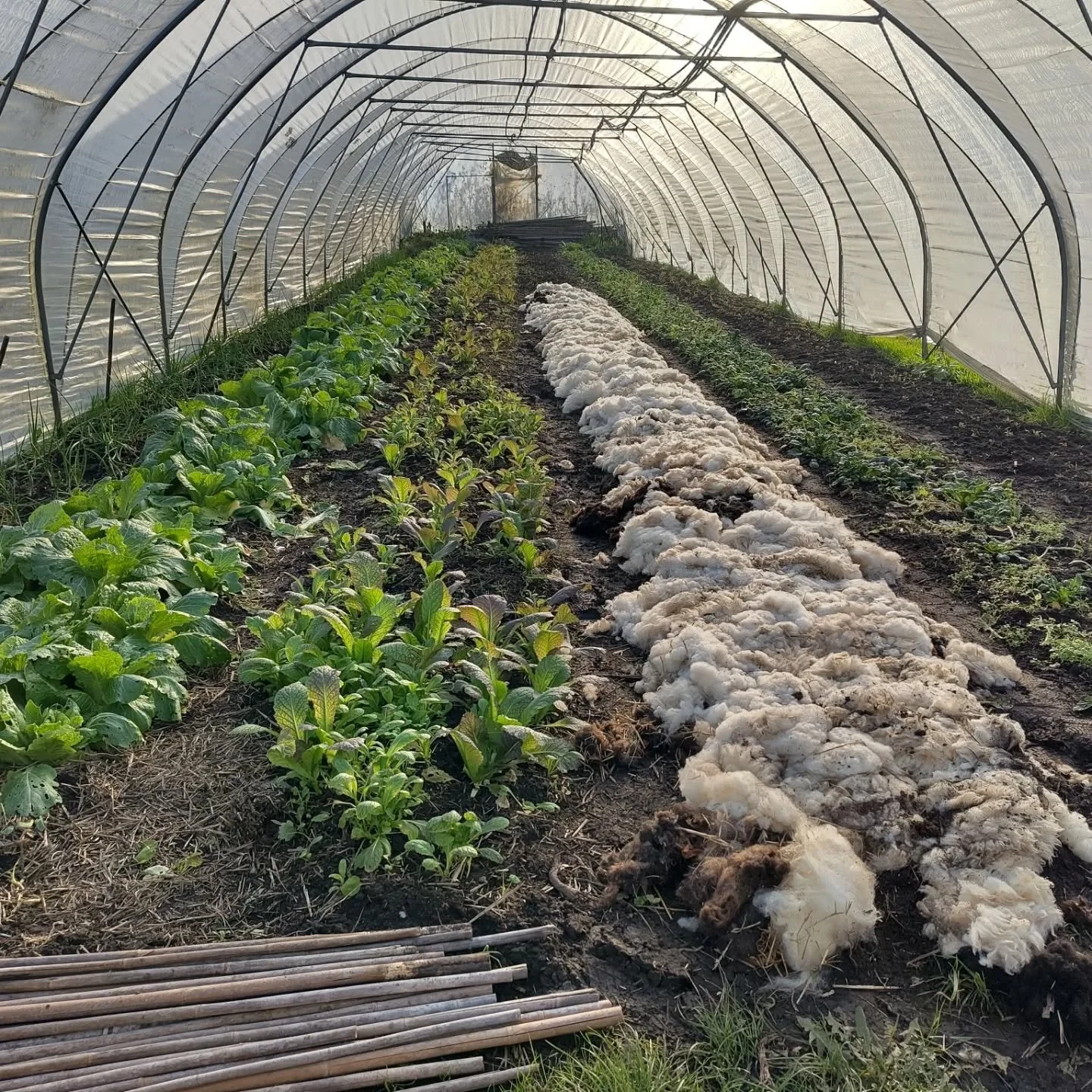 The winter greenhouse

It shows the nice ups and downs of the garden ;)

Bed no. one: (to the left) spring onions that we over winter
 
Bed no. two: chinese cabbage which will go into our last boxes next week

Bed no. three: we love red giant in the 