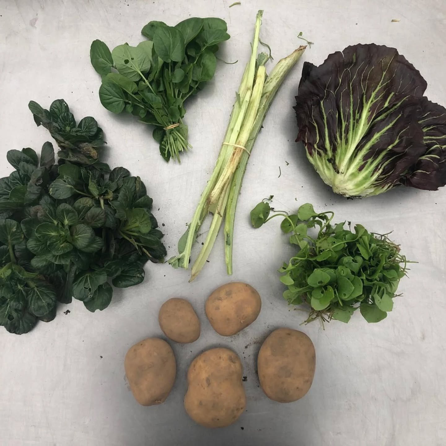 Box #32 
It's the second last box of the season with tatsoi, winter cress, cardoon, winter purslane, radicchio and potatoes.

It's the time where you imagine that we harvest mainly from the greenhouse but actually the cardoon, some of the purslane an