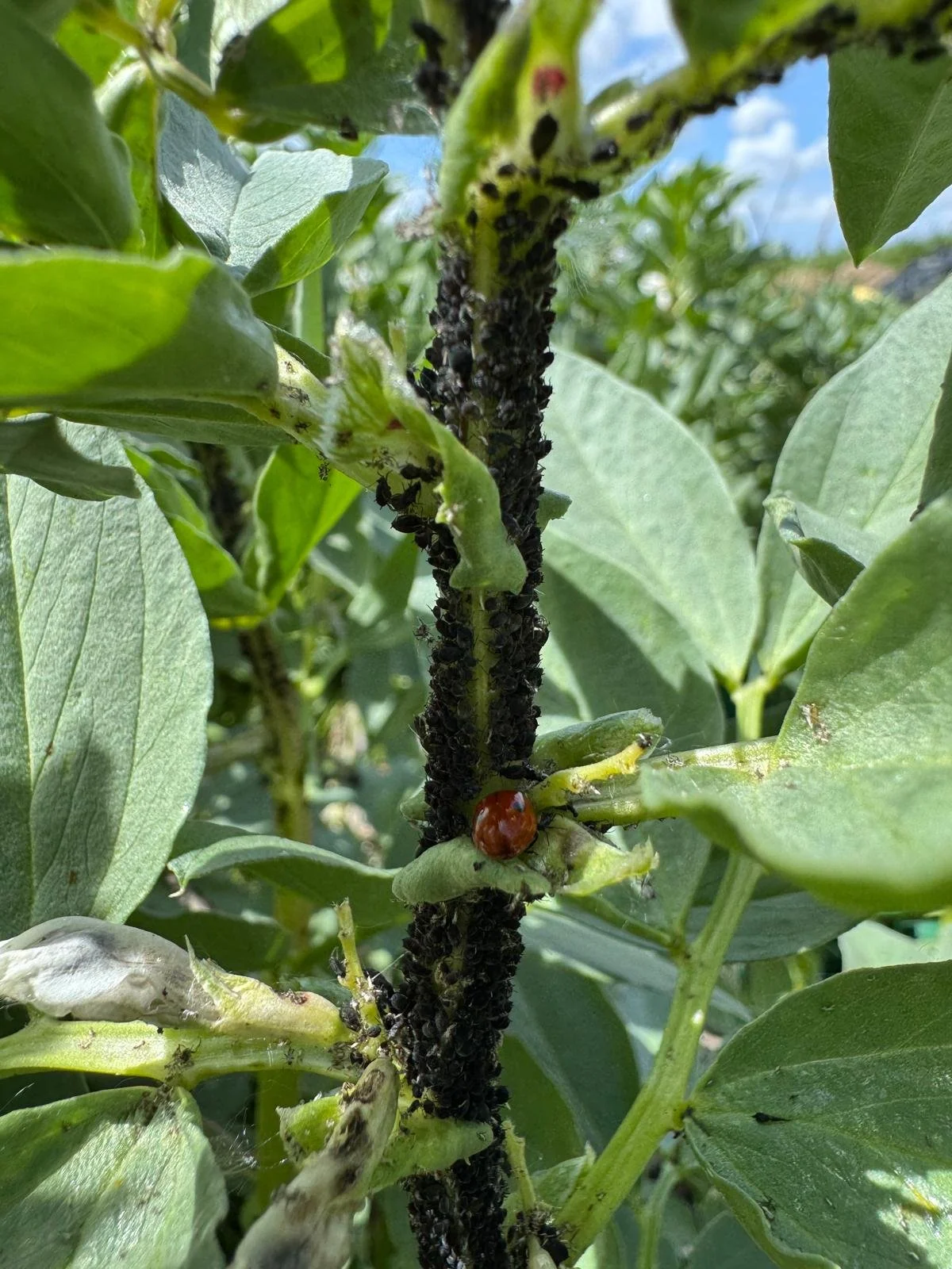 WhatsApp Image 2026-02-05 at 14.37.39 (1).jpeg