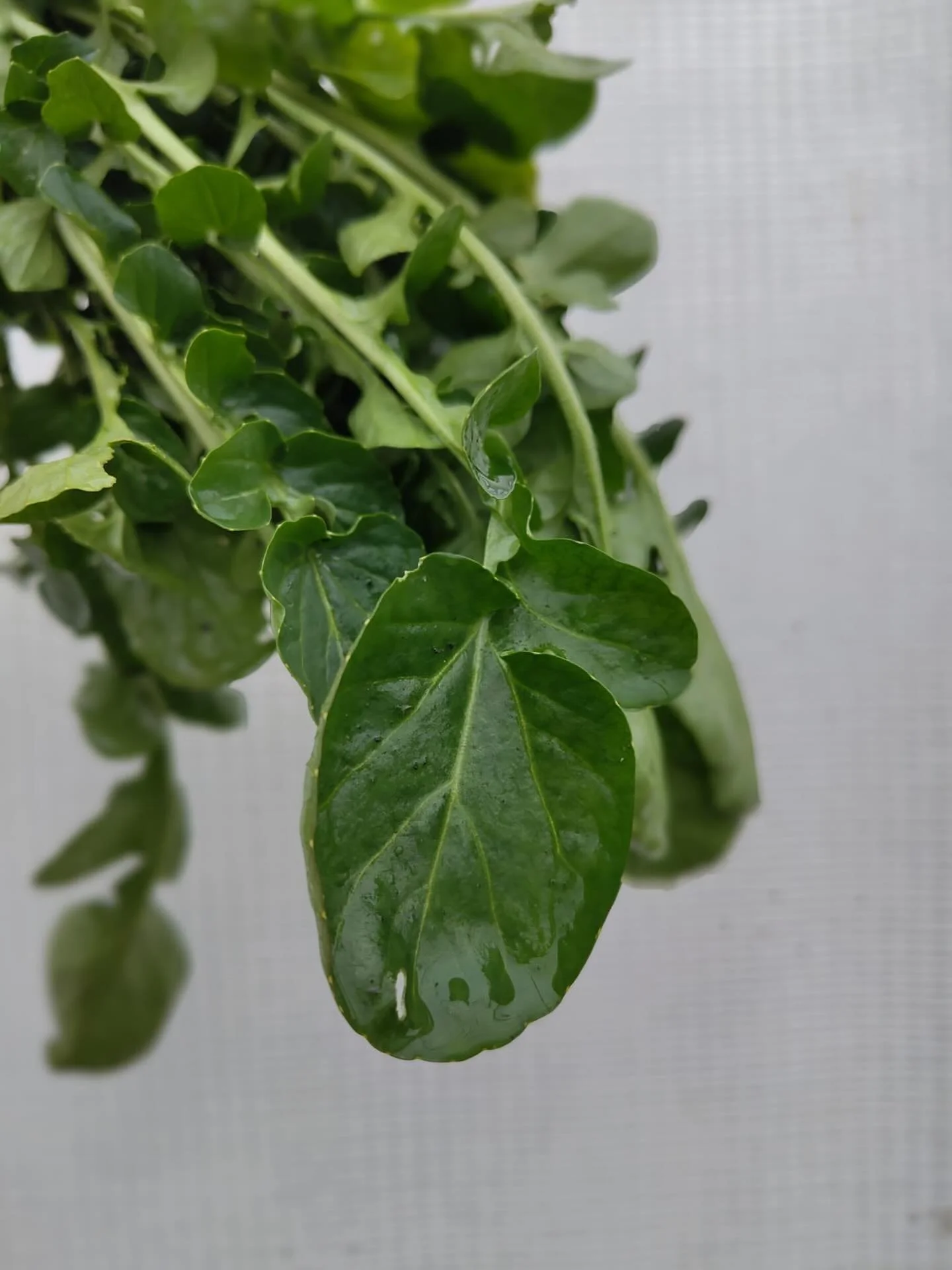 Free Veggies for all! 🙂
We&rsquo;re clearing out the greenhouse to make way for spring crops and we will be giving away the last of our winter harvest this Saturday, 7th, from 9-12 in front of Ulmus Bakery and MidWest! 
Are you a member and want to 