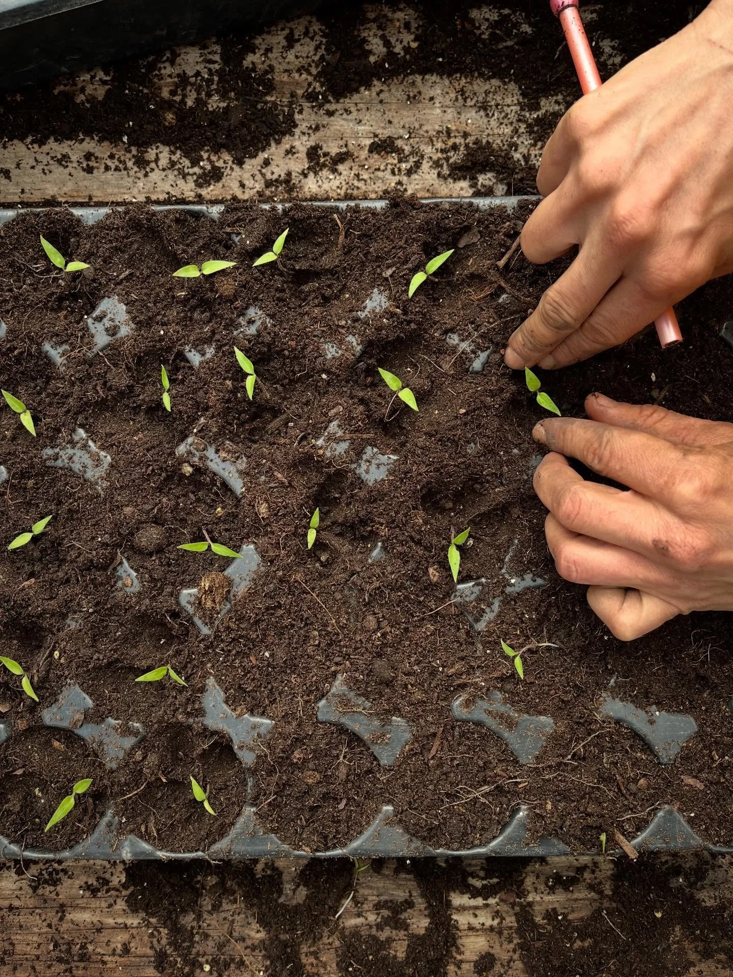 Chilis and tomatoes are potted up and tucked onto our heated table. ☀️
They are looking forward to Spring as  we all do!
They will be in the veggie boxes from July and August (for the chilies)🌶️ 
.. 4 more weeks to the start of our first harvest! 
A