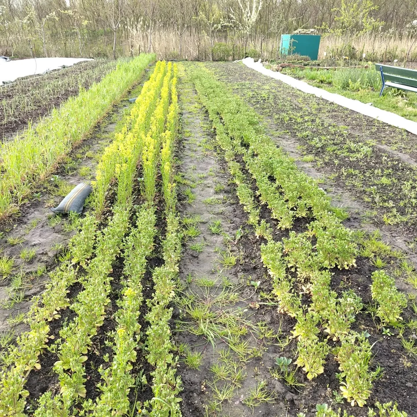Sad plot or happy plot?

This plot is still pretty wet at the moment compared to other beds on our land. And the crops that we grew there weren't doing very well. Back in winter the lamb's lettuce got mildew before we could harvest it and the rye on 