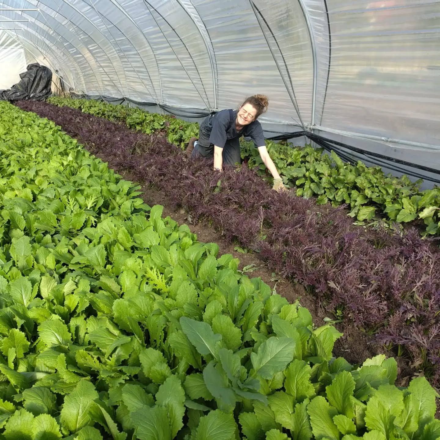 First box next week! The tunnels are looking great and we're looking forward to the first harvest 🌱🌱🌱