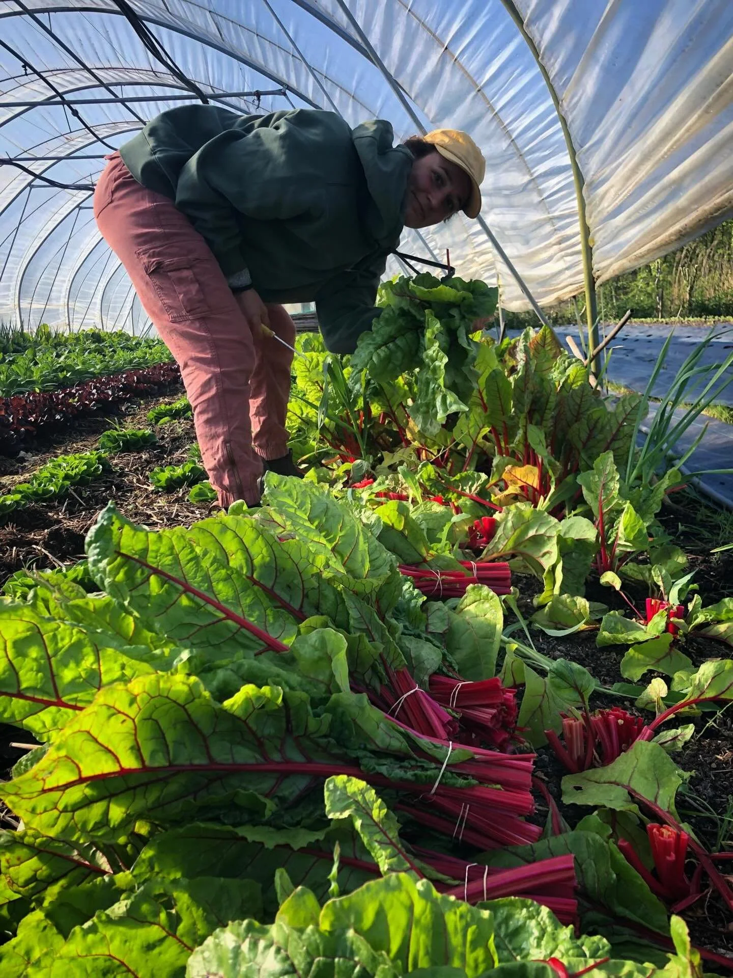 First Harvest Day! - De eerste oogstdag! 

This week the tunnels are in full production&hellip;
And the members of our CSA get a beautiful portion of vegetables from us! 

(Shout out to the good position for harvesting chard - straight back, strong l
