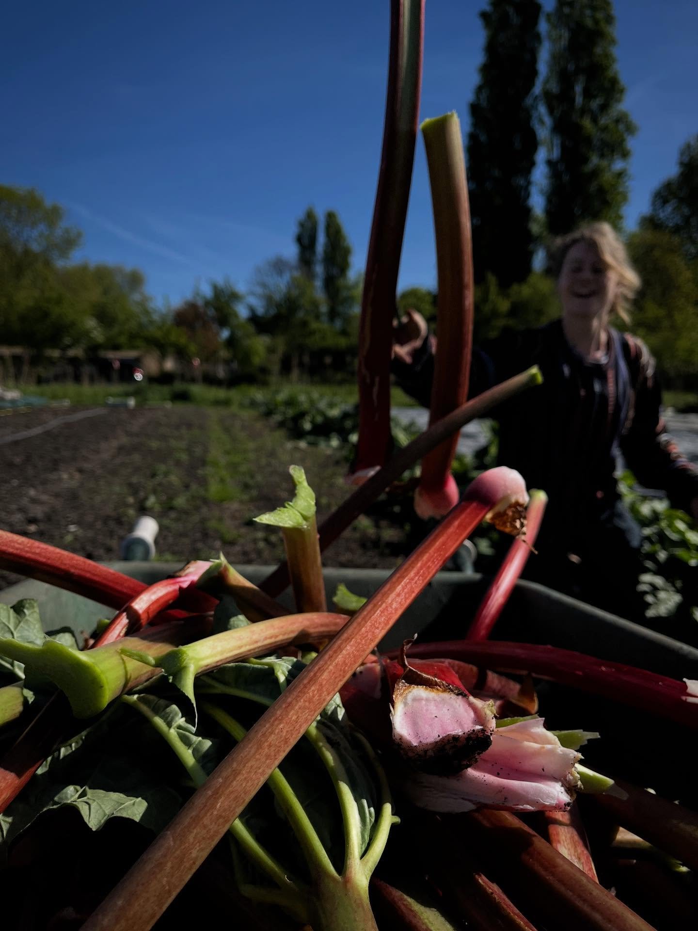 Rhubarb, Rabarber! 
This week in all the small veggie baskets 💚
Official spring feel. Everyone, make rhubarb /apple crumble and have it for  a sunny breakfast in the weekend.
And we still have a few CSA spots left! You can sign up via our website, l