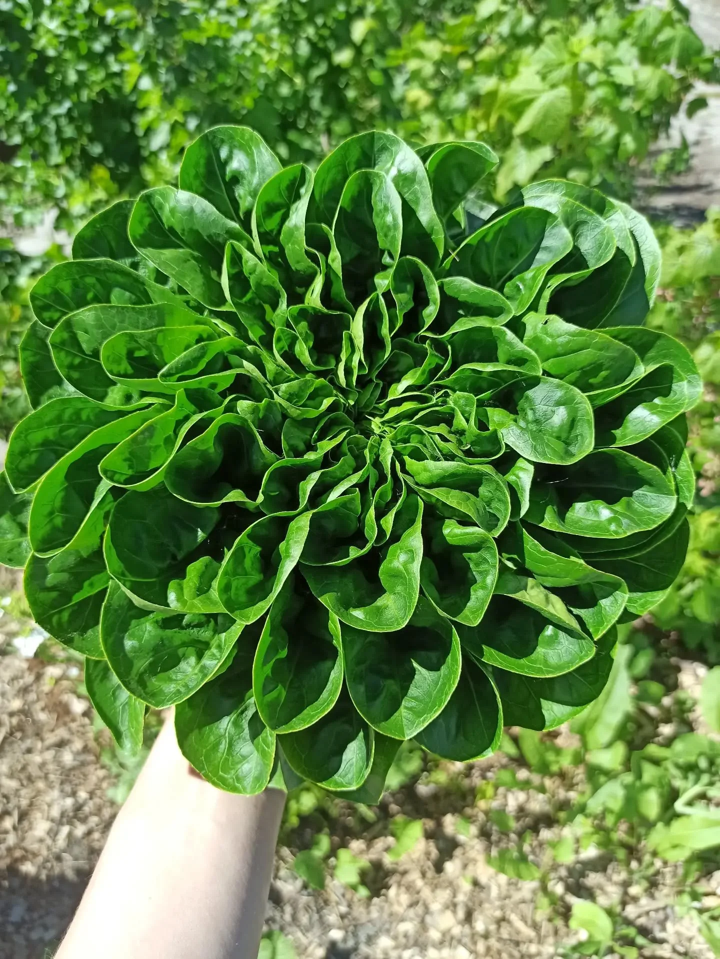 Isn't she pretty? 🥰

What a joy to harvest again...And we could also harvest these beauties for you! We still have spots for our weekly (or bi weekly) vegetable box, sign up via our website!