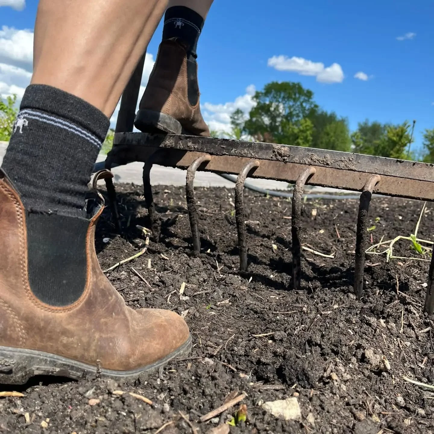 Busy weeks! In the fields we're preparing the beds for the heat loving crops such as the pumpkins and the zucchini and in the tunnels we are planting eggplants, tomatoes and cucumbers... Summer feels close now😎