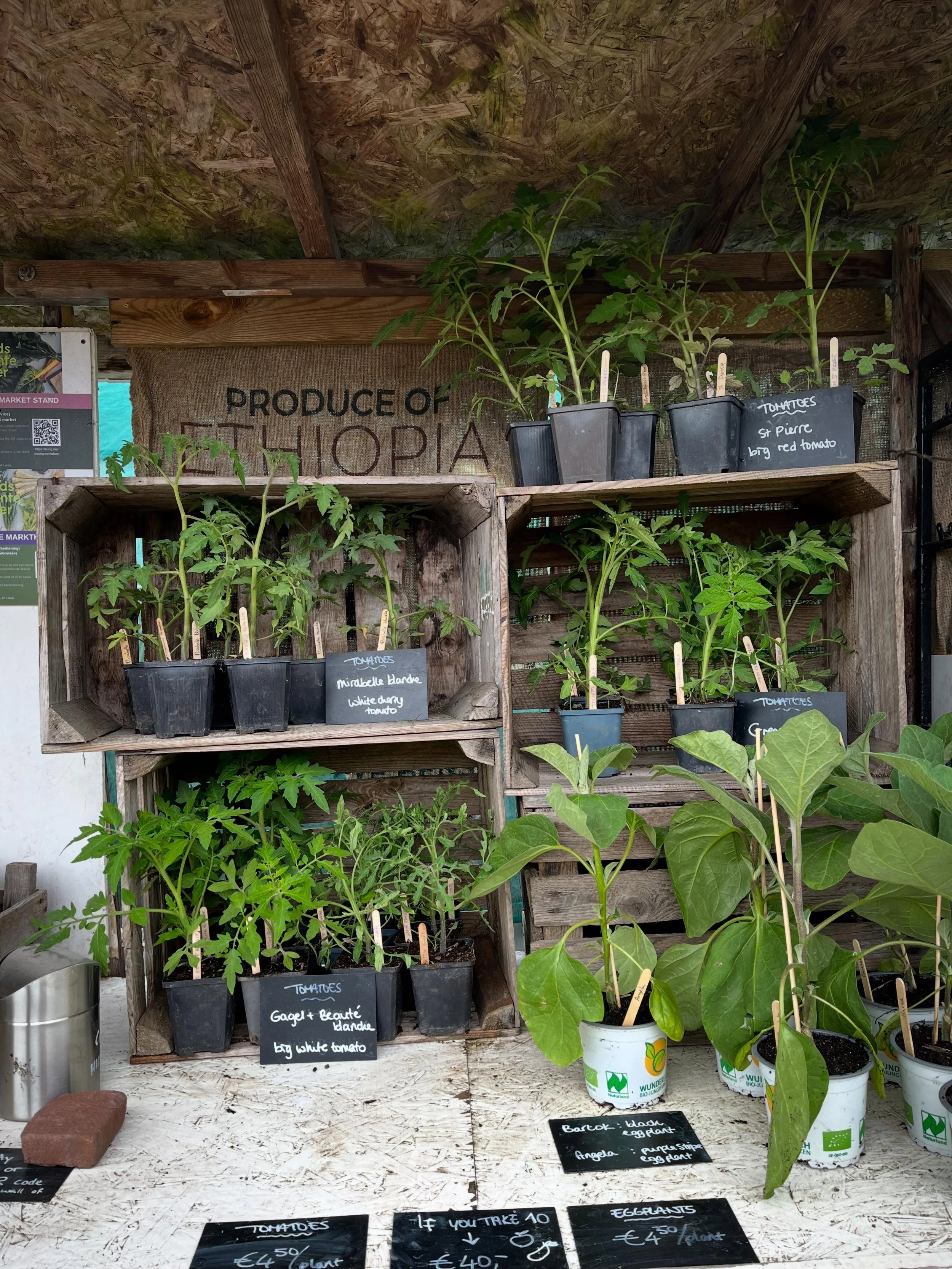 Tomatoes, eggplants and strawberry plants to buy at our marketstand. 😍
Good addition for your balcony, heirloom vatieties and grown with love and patience!