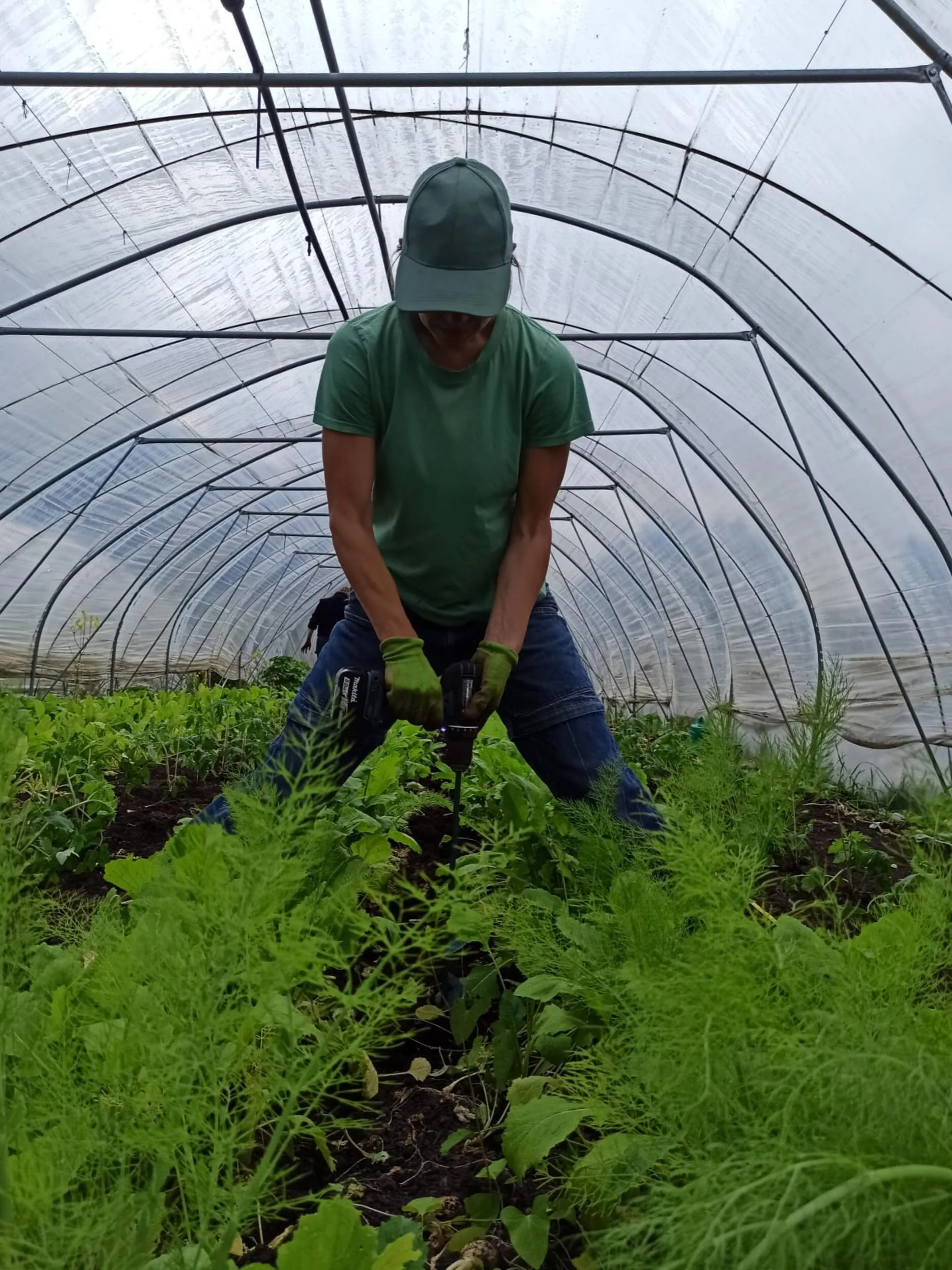 Summer vibes in the tunnels! 
Tomatos and Eggplants and Cucumbers are in! 
We drill a hole, add a handful of worm castings, and water in the young plants with a diluted compost exctract to give them extra life boost. 

Like that we give them the best
