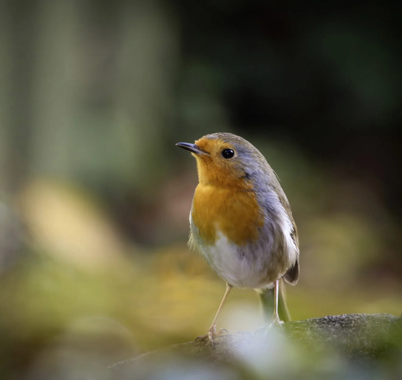 bird.jpg