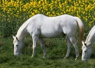 Horses21.jpg