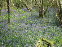 cotswoldbluebells.jpg