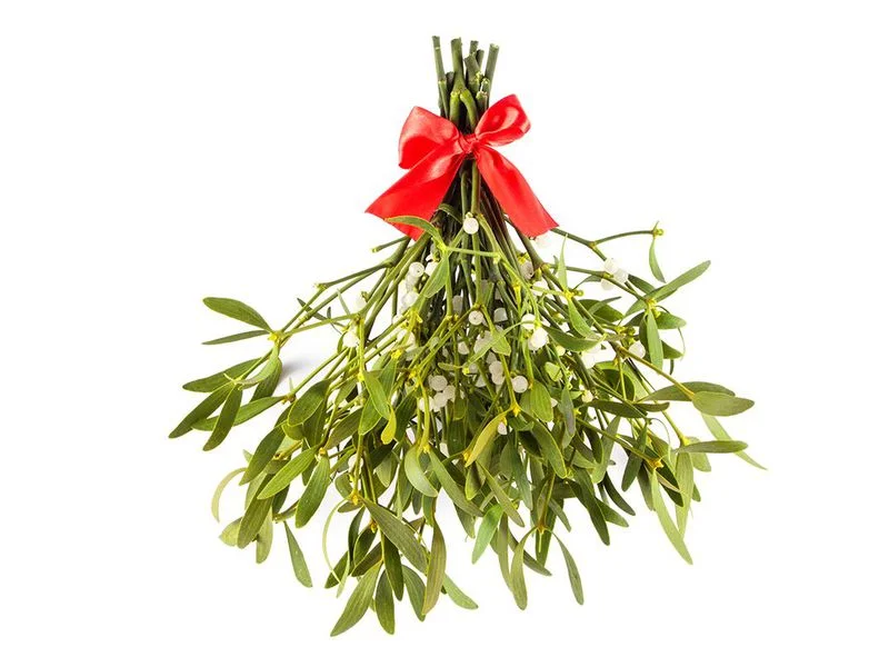 mistletoe-2.jpg
