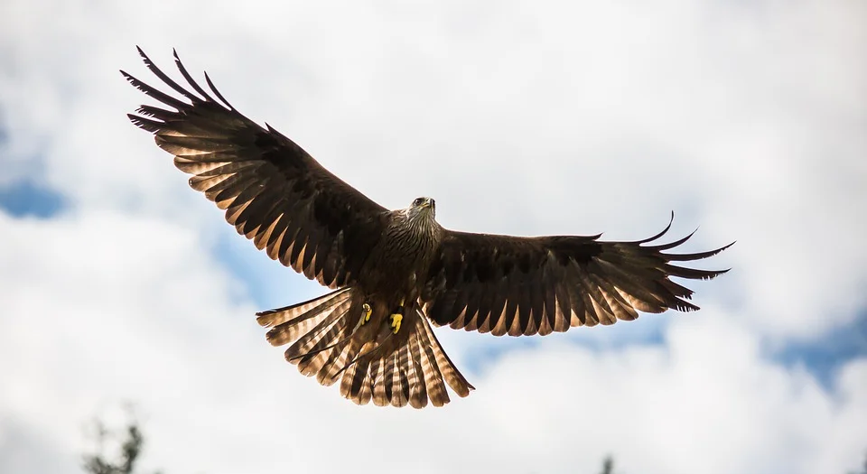 red-kite-1107398_960_720.jpg