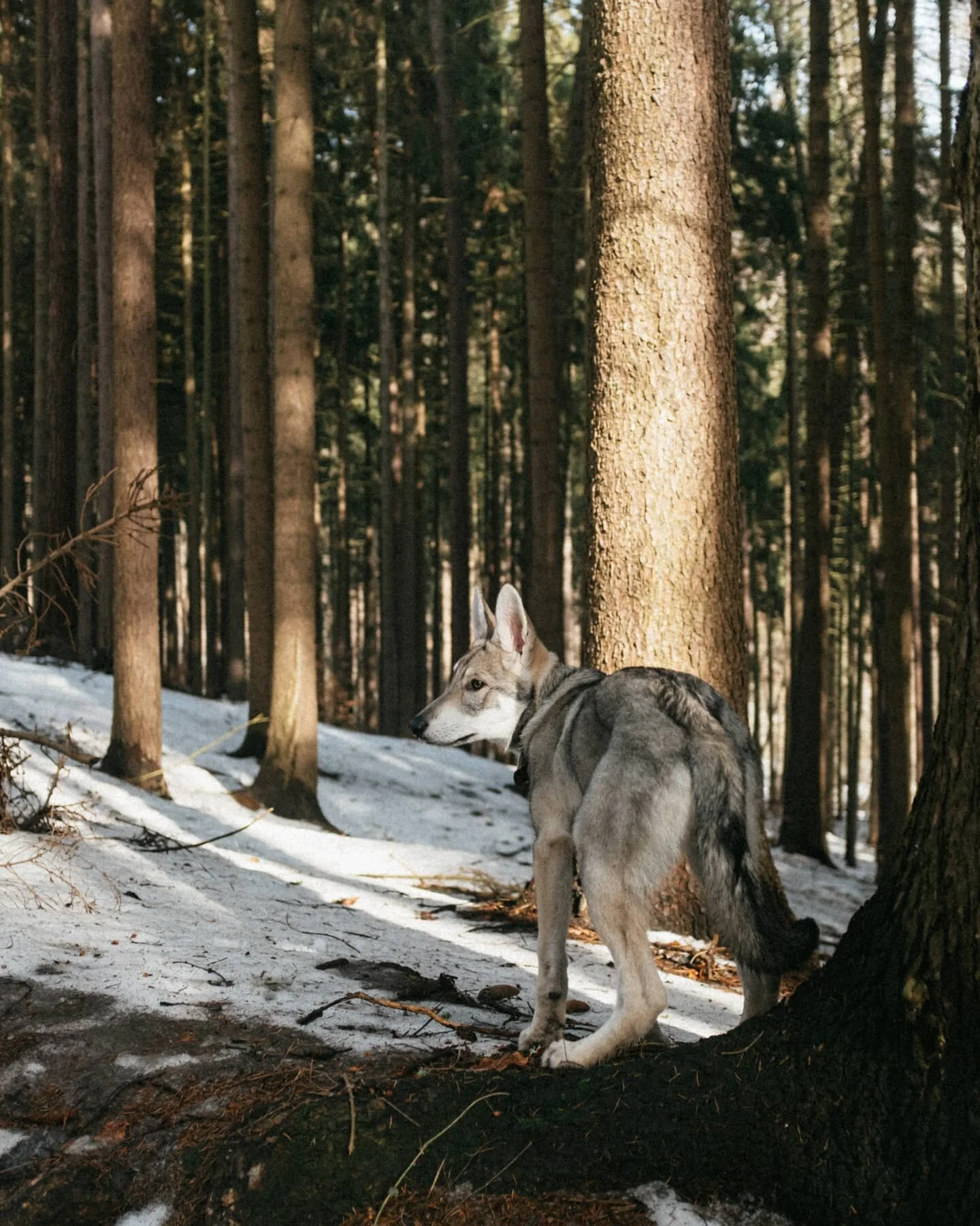 Už se tě&scaron;&iacute;m na to, až projdeme to na&scaron;e &uacute;dol&iacute; skrz na skrz! 🐺🌲

#mytravelgram #takemoreadventures #pejskari #stene #adventuretime #saarloosuvvlcak #saarloos #saarloospuppy #saarlooswolfdog #ukaztovsem #objevujsvets