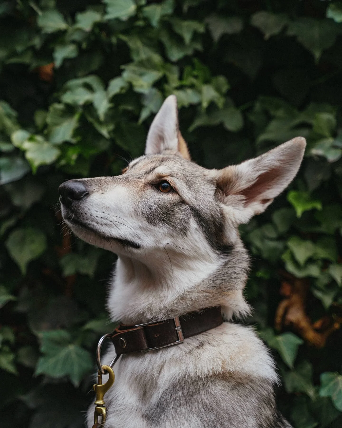 Luna pomalu dorůst&aacute; do obojku od @wolveshood, kter&yacute; jsme vlastně poř&iacute;dily dř&iacute;v, než jsme si ji přivezly domů. 
Brzy budeme muset poř&iacute;dit i nov&eacute; vod&iacute;tko, protože opravdu roste &scaron;&iacute;lenou rych