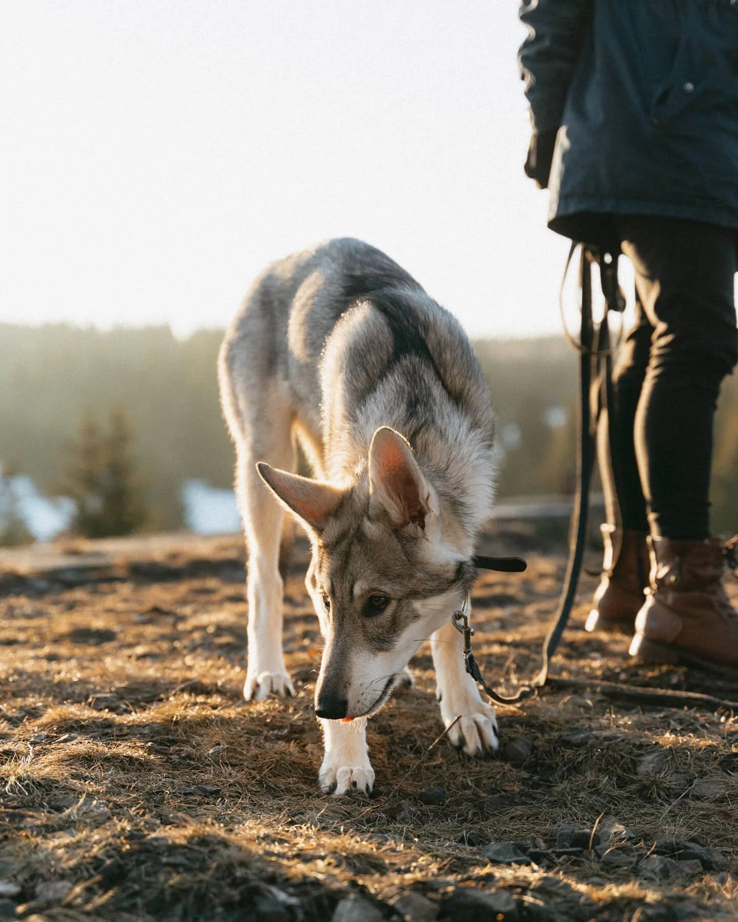 Tak jo! Když nemůžeme prozkoum&aacute;vat okol&iacute;, alespoň si dal&scaron;&iacute; dobrodružstv&iacute; poř&aacute;dně napl&aacute;nujeme, ať to př&iacute;&scaron;tě stoj&iacute; za to ček&aacute;n&iacute;! 🐺🌲🐾

#saarlooswolfdog #saarloosuvvlc