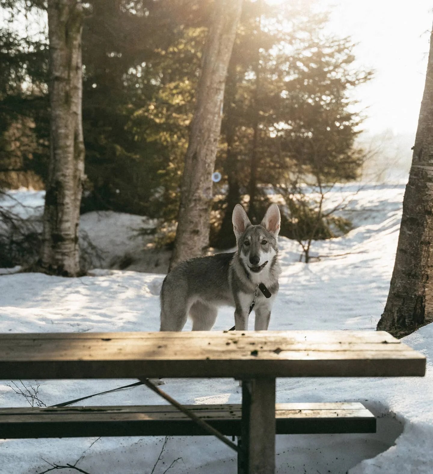 🐺🌲

#saarlooswolfdog #saarloosuvvlcak #saarloos #saarloospuppy #vlcice #parislunadeinfinemundi #infinemundi #mundak #saarlooswolfhound #wolfdogpuppy #wolfdogcommunity #wolfblood #wolfhybrid #dogsofczechia #dogstagram #dogs #realwolfdog #beautiful #