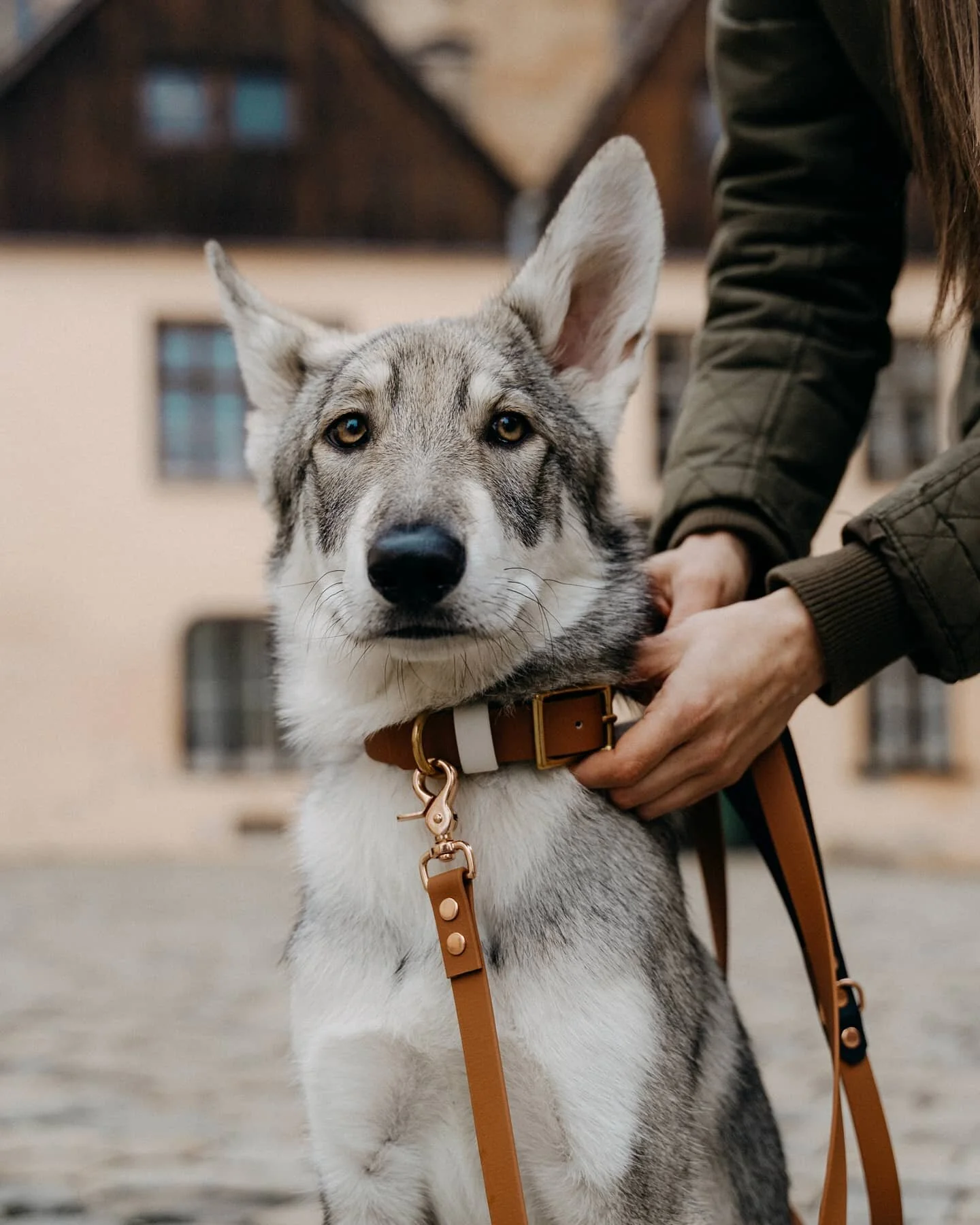 Paris Luna 🤎
.
.
.

#saarlooswolfdog #saarloosuvvlcak #saarloos #saarloospuppy #vlcice #parislunadeinfinemundi #infinemundi #mundak #saarlooswolfhound #wolfdogpuppy #wolfdogcommunity #wolfblood #wolfhybrid #dogsofczechia #dogstagram #dogs #realwolfd