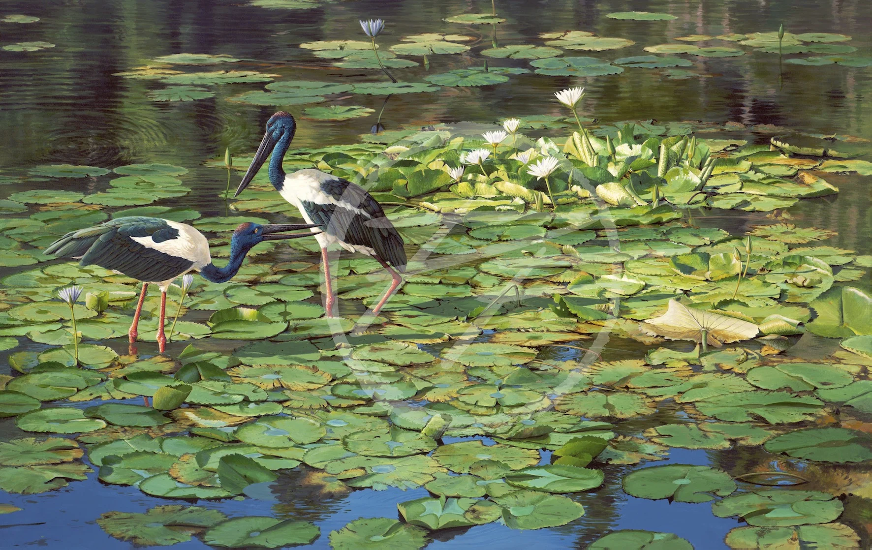 Courting Jabirus