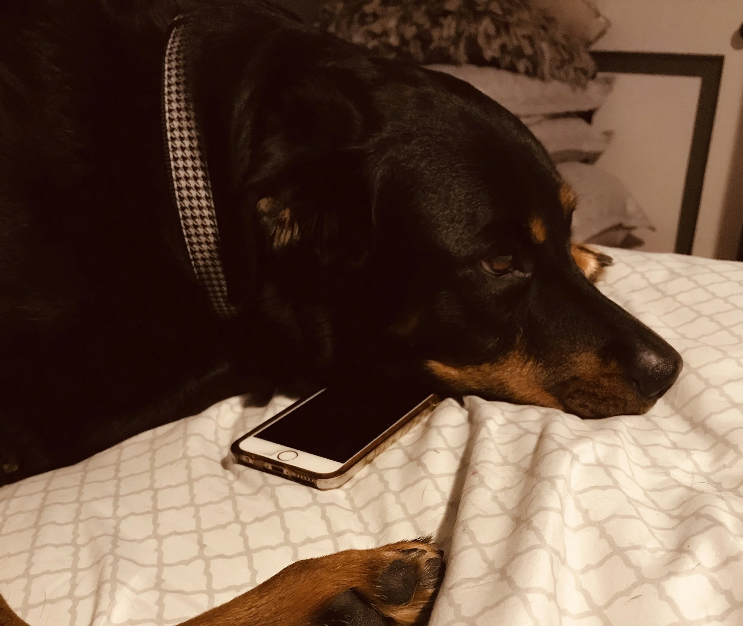 macyphone2.jpg