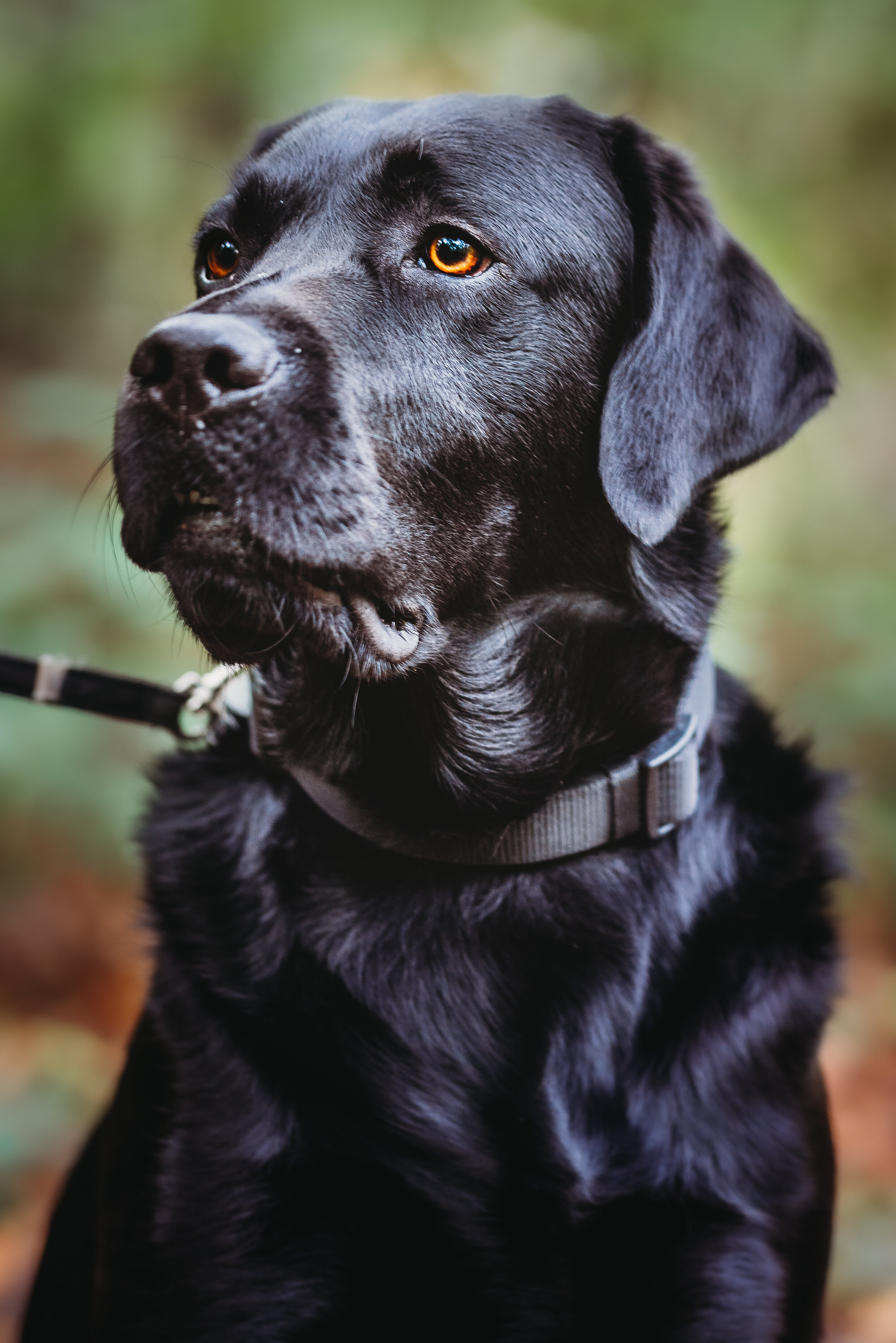 black Labrador portrait 
