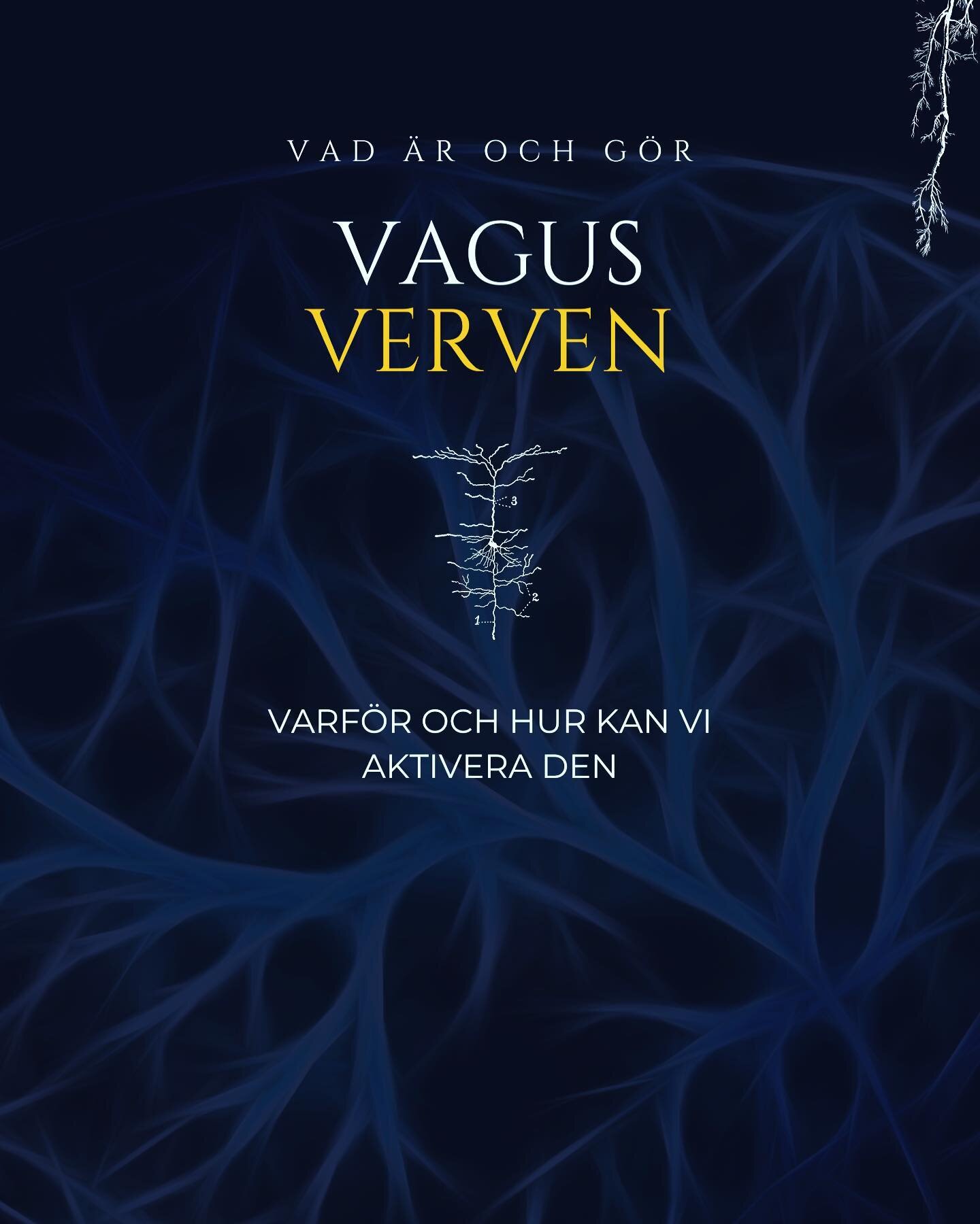 💛💛

Vagusnerven &auml;r en av de l&auml;ngsta nerverna i kroppen och str&auml;cker sig fr&aring;n hj&auml;rnan till bukh&aring;lan, genom att f&ouml;lja en v&auml;g via ansiktet, halsen och br&ouml;stet. Det &auml;r en viktig nerv som &auml;r invol