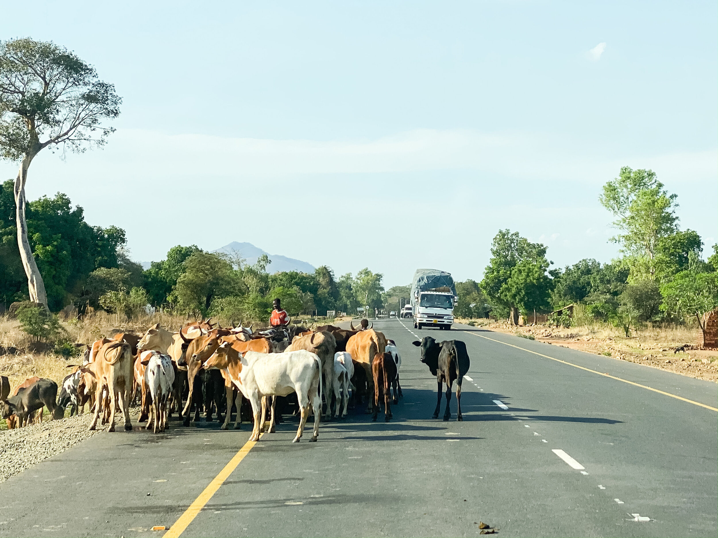VN Cattle on road.jpg