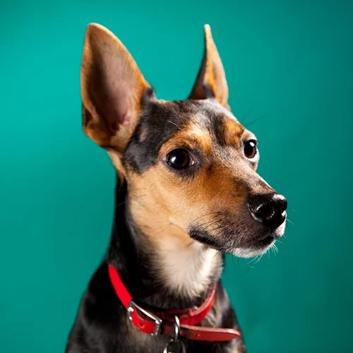 Pet Photography Studio Near Me Dog Photography On Location Vs In The