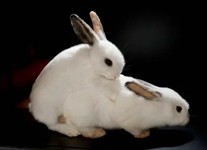 bunnies.jpg