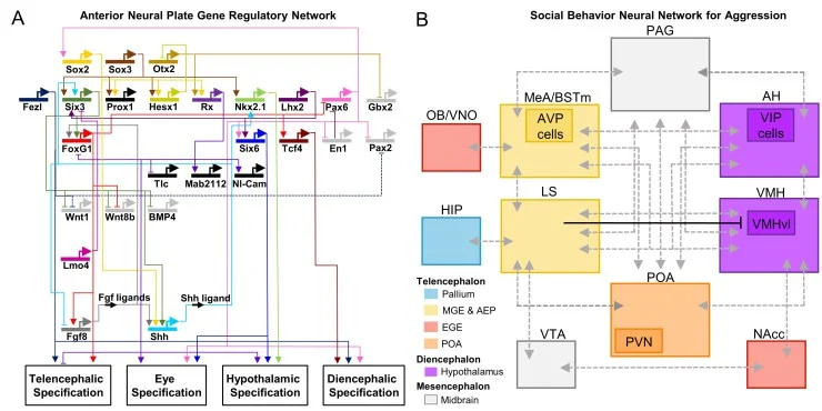 Figure 1: GRN and SBN circuits. (A) Circuit diagram representing the GRN controlling forebrain specification at midlate gastrula stage. The diagram shows the regulatory activity of key developmental transcription factors implicated in the specification of the different forebrain domains. Modified from ref. 11. (B) Simplified circuit diagram representing the core social behavior neural network for aggression, plus several key regions in the mesolimbic reward pathway.