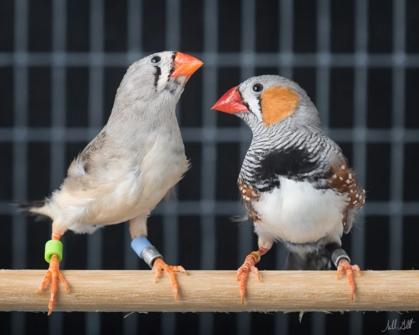 Female (left) and male (right) zebra finches Photo credit: Michael H. Goldstein