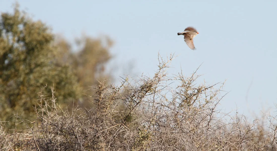 A female zebra finch flies at Fowler Gap Research Station, New South Wales, Australia Photo credit: Nicole M. Baran