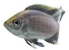 cv-transparent-background.jpeg