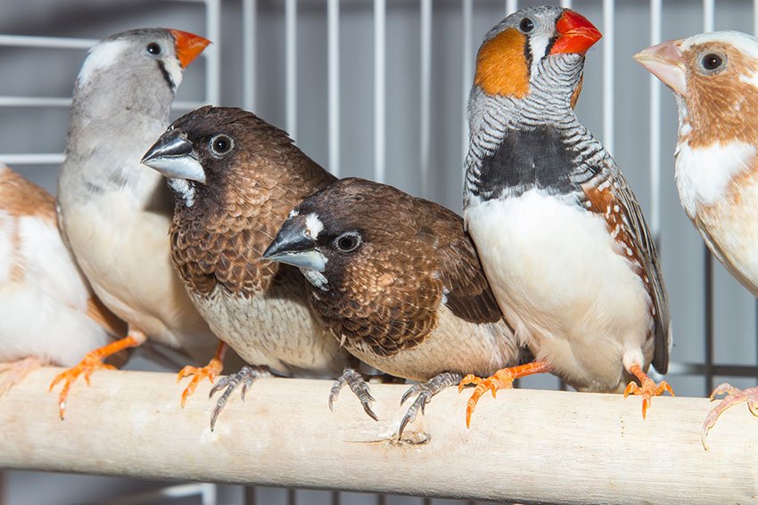 Bengalese-finch-and-zebra-finch.jpg