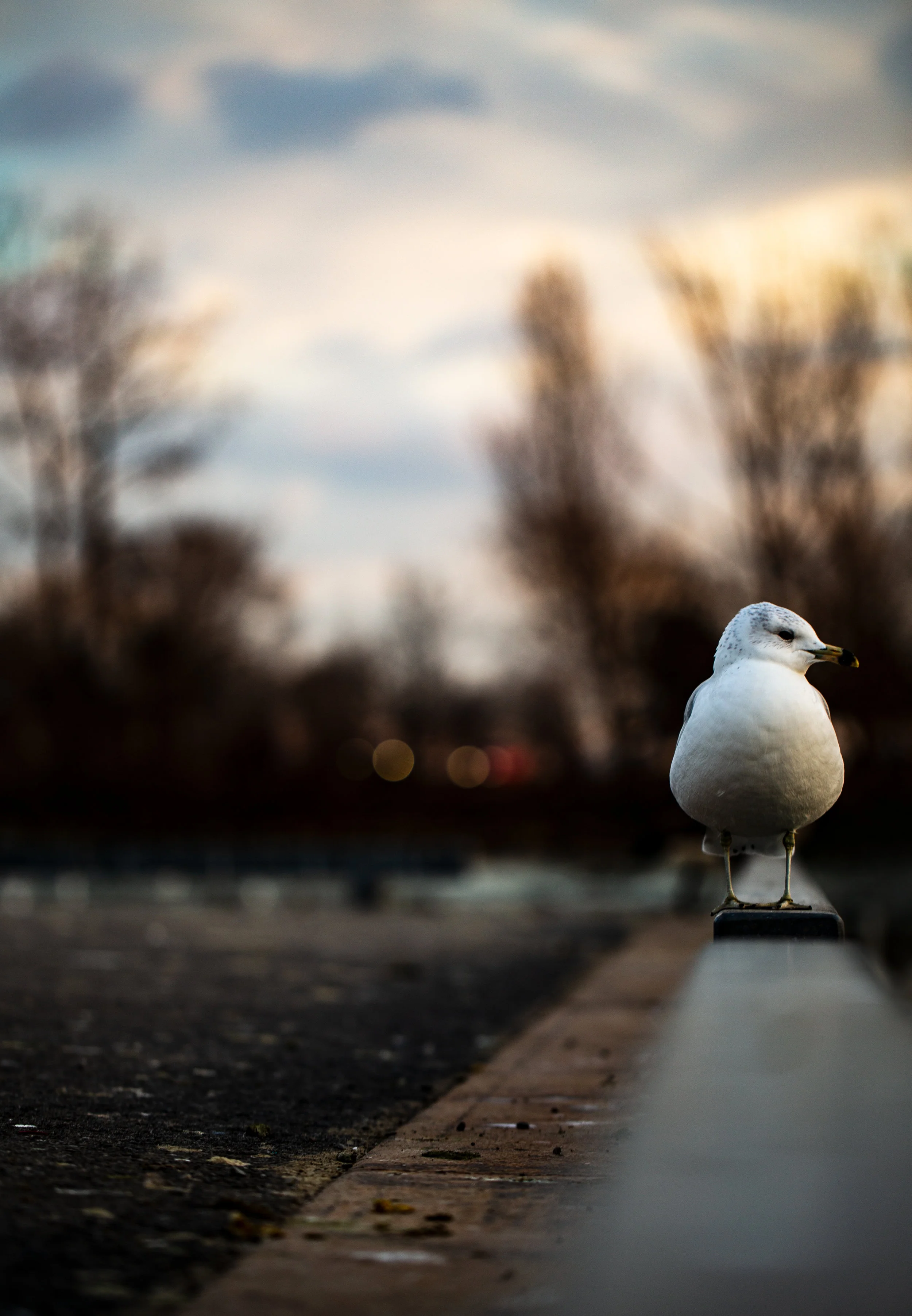 Yorston_M_Winged_Seagull Thoughts.jpg