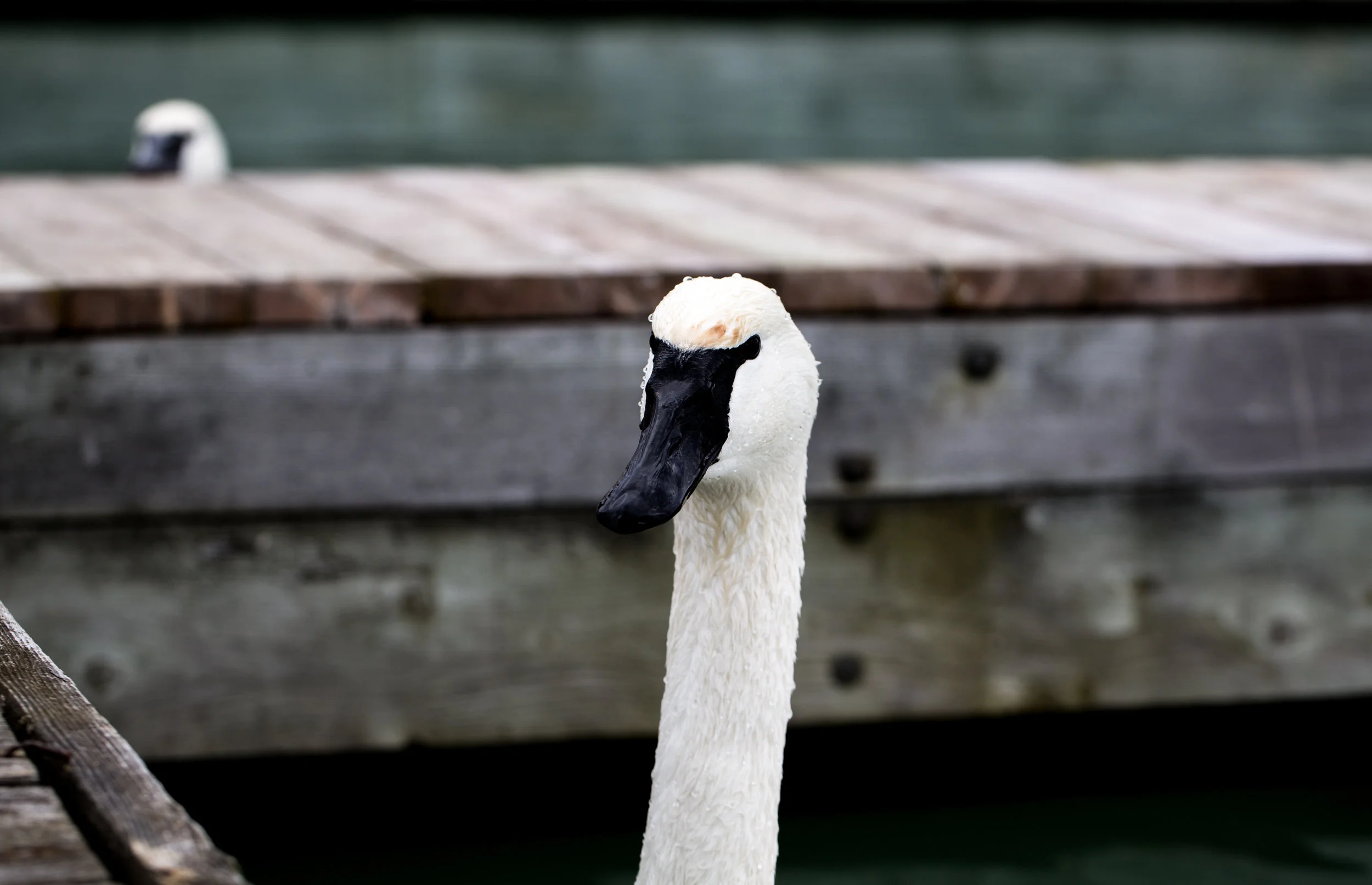 Yorston_M_Winged Life_Swan Guard.jpg