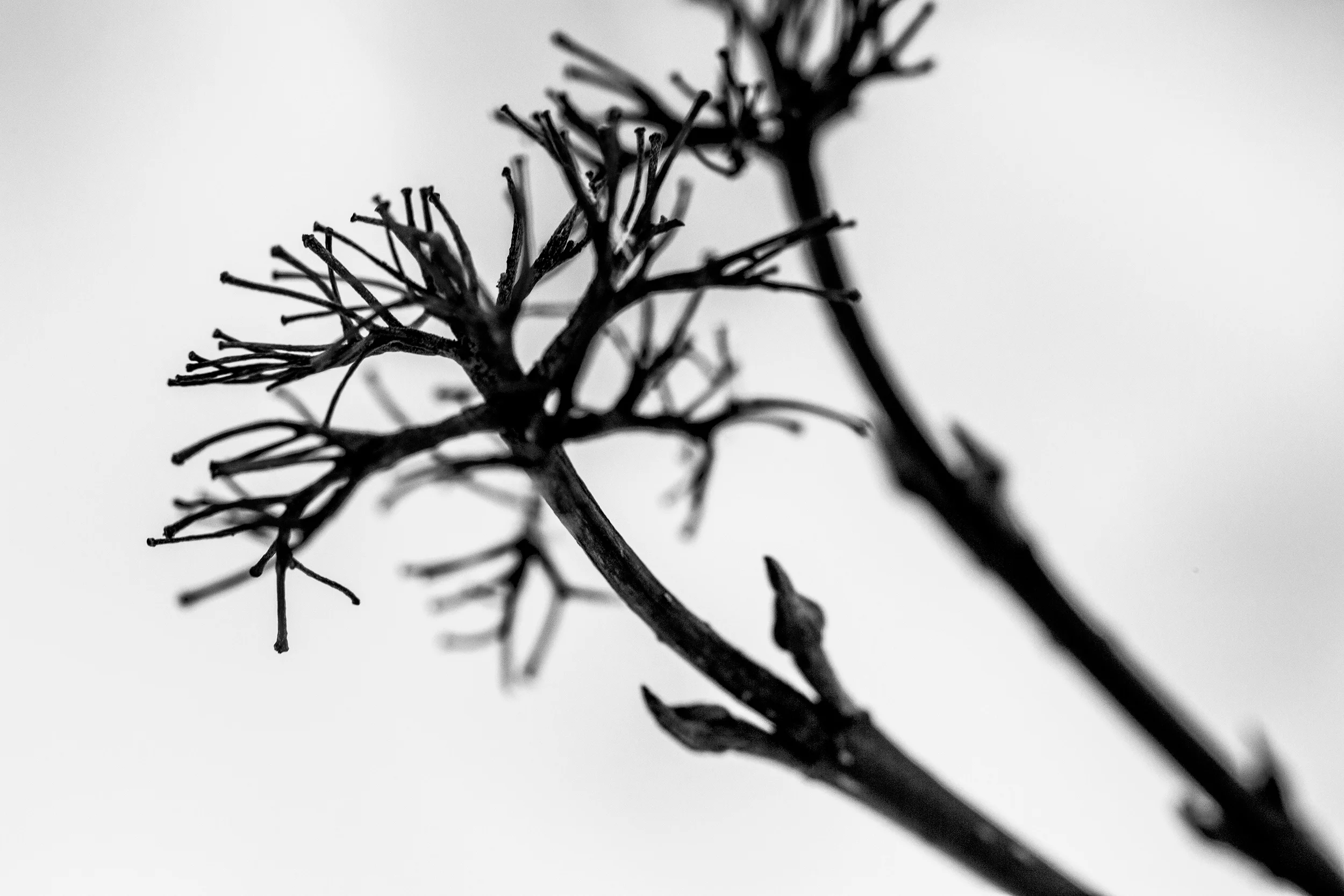 Macro twig 1.jpg