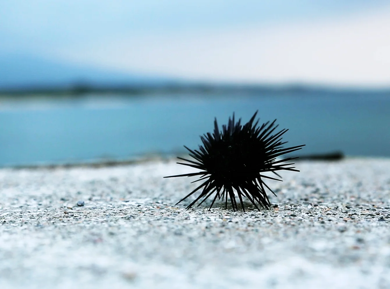 urchin.jpg
