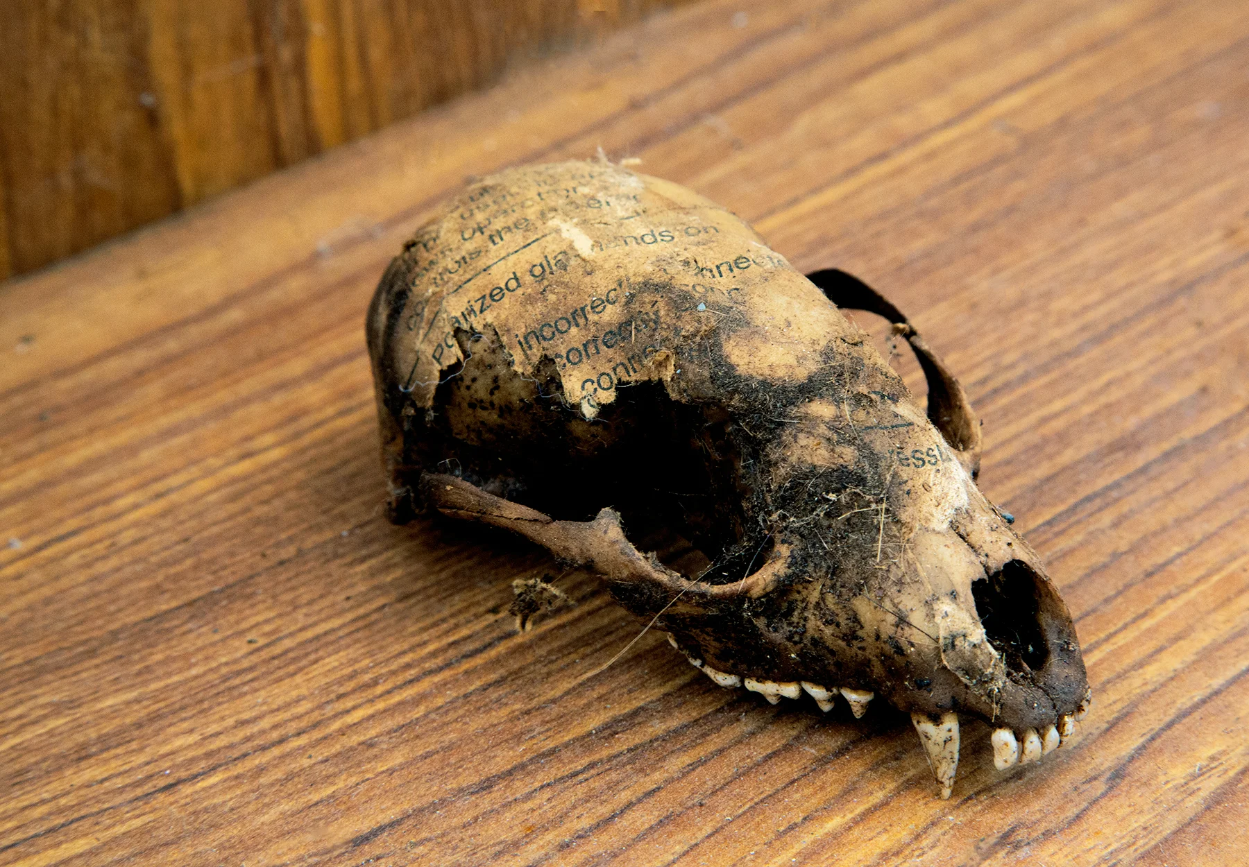 Cat skull sm.jpg