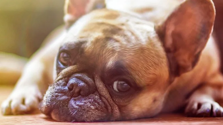 Dog-2.jpg