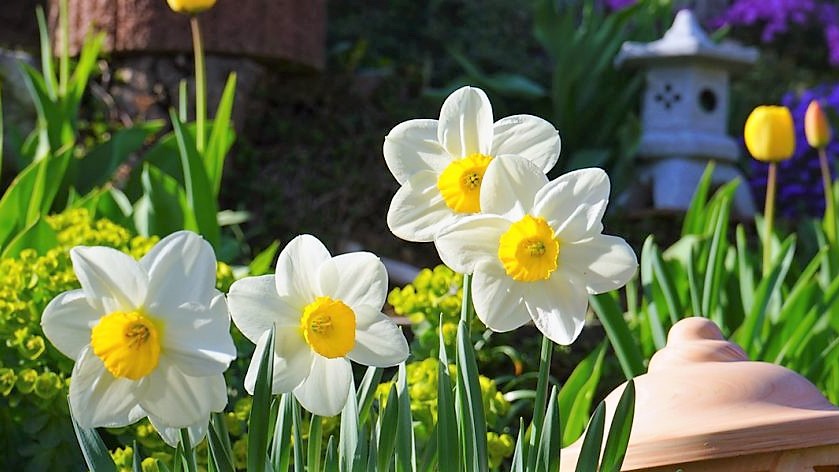Daffodil.jpg