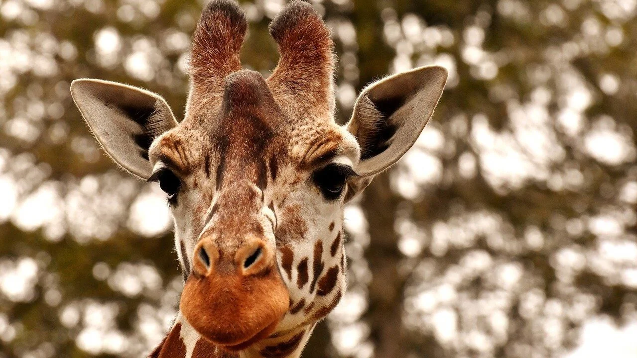 Do You Logic Your Way to Understanding?