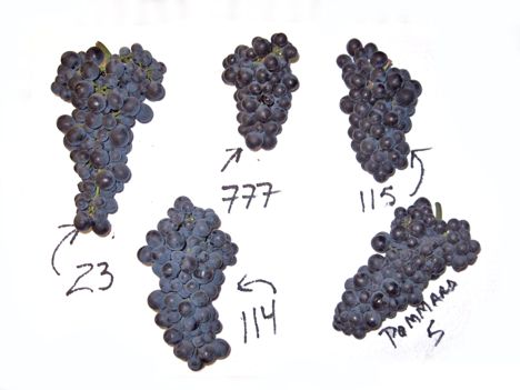 Focus on Varietals: Pinot Noir